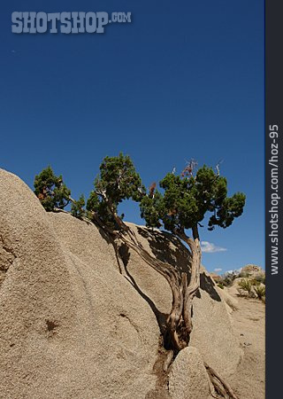 
                Baum, Felsen, Mojave-wüste, Joshua Tree Nationalpark                   