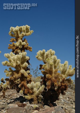 
                Kaktus, Mojave-wüste, Joshua Tree Nationalpark                   