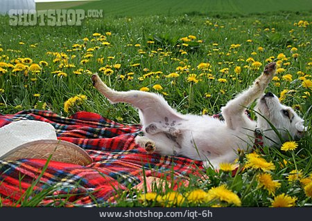 
                Hund, Picknickdecke, Parson-russell-terrier                   