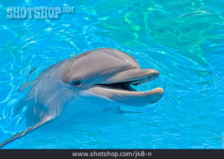 
                Aquatic Mammal, Dolphin                   
