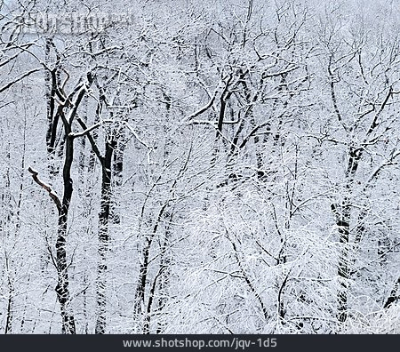 
                Wald, Winter, Schnee, Verschneit                   