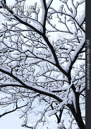 
                Tree, Winter, Snow, Snowy                   