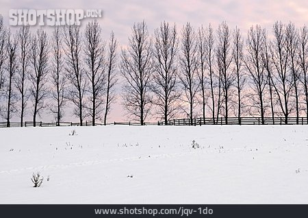 
                Baum, Winter, Schnee, Pappel                   