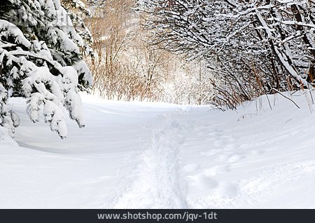 
                Footpath, Snowy, Track                   