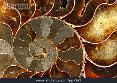 
                Farben & Formen, Fossil, Ammonit, Nautilus                   