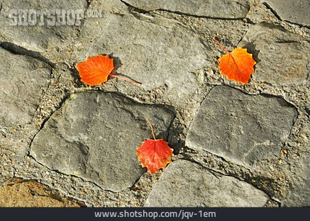 
                Herbst, Kopfsteinpflaster, Espenlaub                   