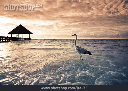 
                Karibik, Fischreiher, Strandhütte                   