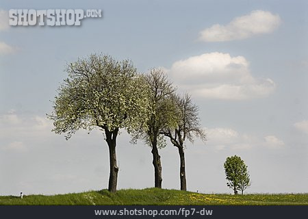 
                Baum, Frühling, Landstraße                   