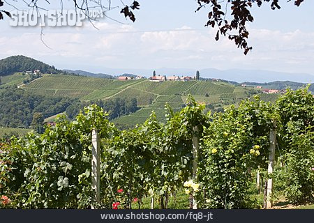 
                Weinberg, Weinanbaugebiet                   