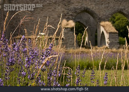 
                Ruine, Lavendel                   