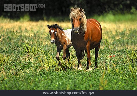 
                Fohlen, Stute, Pony                   