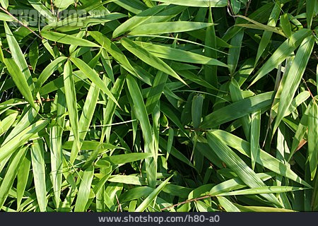 
                Gräser, Grün, Bambusblatt                   