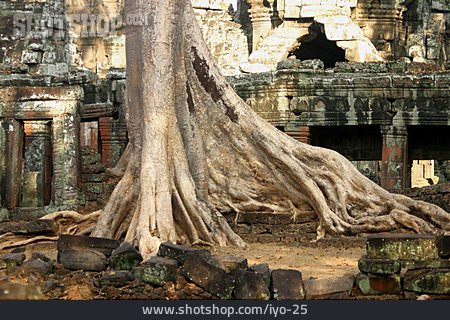 
                Baumstamm, Ruine, Baumwurzel, Angkor Wat                   