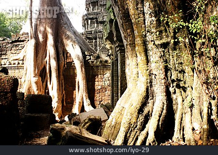 
                Baumstamm, Ruine, Baumwurzel, Angkor Wat                   