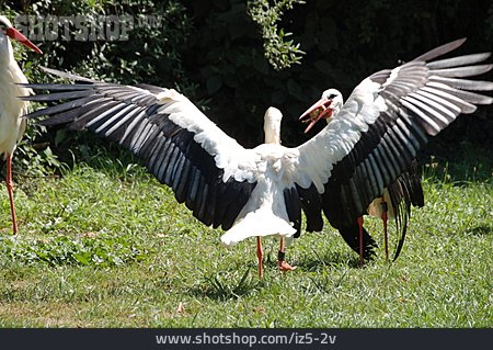 
                Storch                   