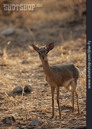 
                Wildtier, Antilope, Damara Dik-dik                   