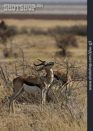 
                Wildtier, Antilope                   