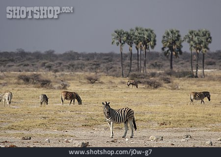 
                Steppe, Zebra, Zebraherde                   