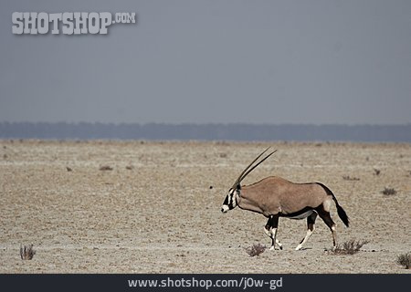 
                Antilope, Oryxantilope                   