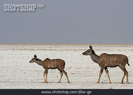 
                Antilope, Großer Kudu                   