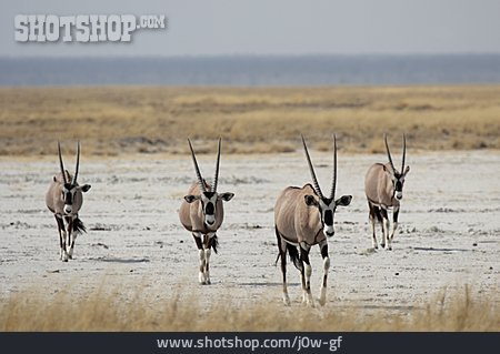 
                Wildtier, Oryx-antilope                   