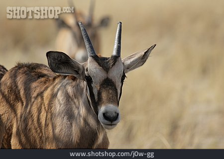 
                Antilope, Oryx-antilope                   