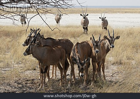 
                Herde, Antilope, Oryxantilope                   