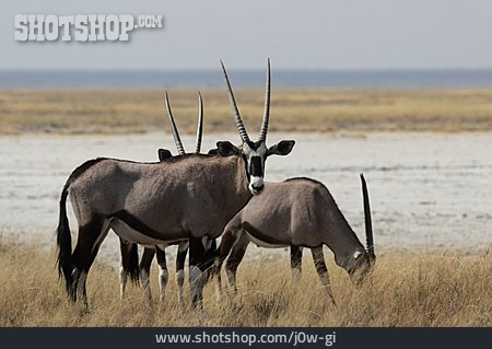 
                Wildtier, Oryx-antilope                   