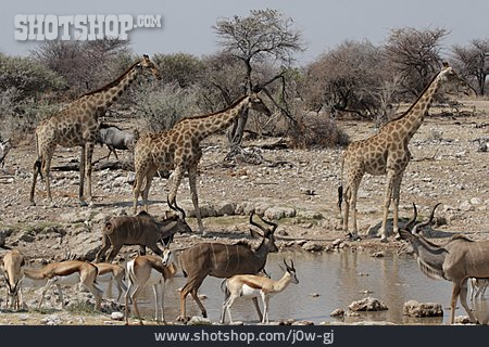 
                Herde, Wasserstelle, Giraffe, Kudu                   