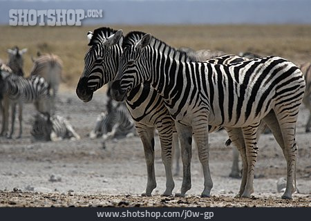 
                Zebra, Dösen, Steppenzebra                   
