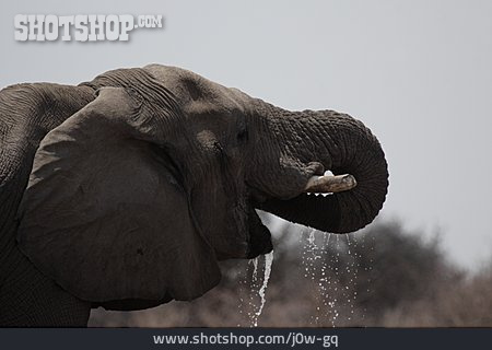 
                Trinken, Elefant, Afrikanischer Elefant                   