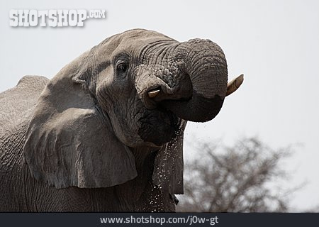 
                Trinken, Elefant                   