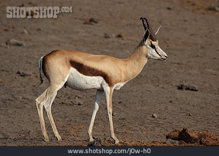 
                Antilope, Springbock                   