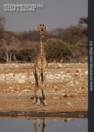 
                Wasserstelle, Giraffe                   