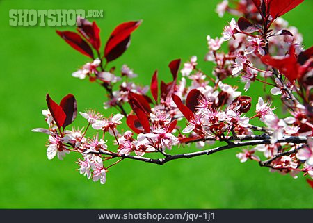 
                Baumblüte, Japanische Blütenkirsche                   