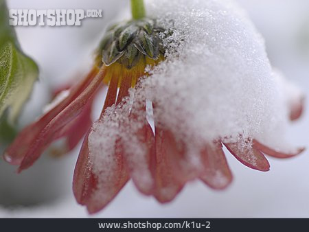 
                Schneebedeckt, Chrysantheme, Chrysanthemenblüte                   