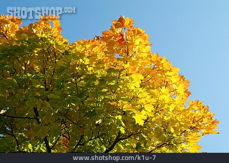 
                Herbstlaub, Ahornbaum                   
