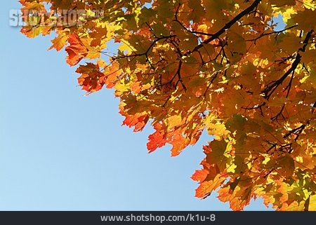 
                Herbst, Herbstlaub, Ahorn                   