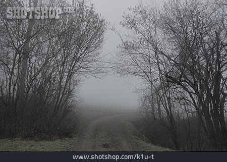 
                Sträucher, Nebel, Feldweg                   