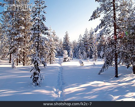 
                Wald, Winterlandschaft, Verschneit, Fußspur                   