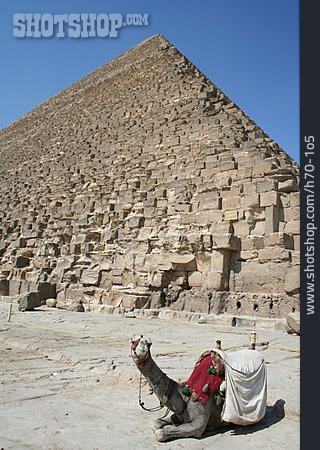 
                ägypten, Kamel, Gizeh, Cheops-pyramide                   