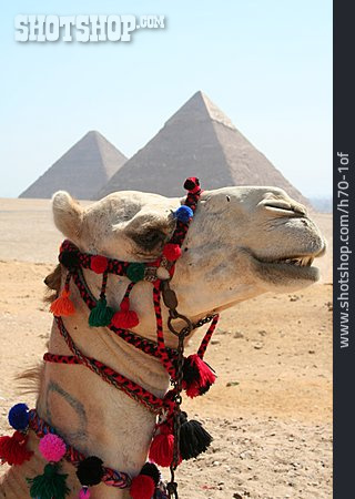 
                ägypten, Kamel, Gizeh, Cheops-pyramide                   