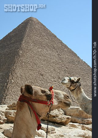 
                ägypten, Pyramide, Kamel                   