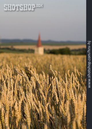 
                Landwirtschaft, Getreide, Weizenfeld                   