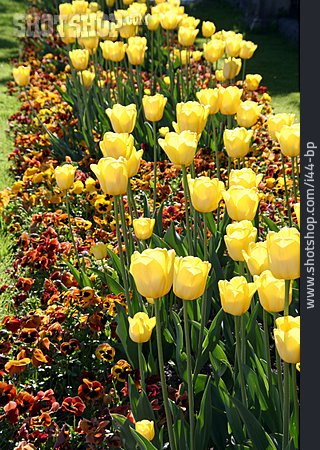 
                Gelb, Tulpe, Blumenbeet                   