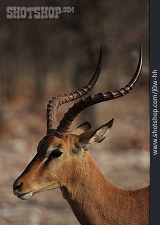 
                Antilope, Schwarznasenimpala                   