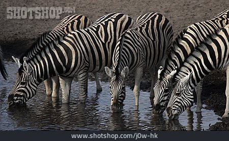 
                Zebra, Zebraherde                   