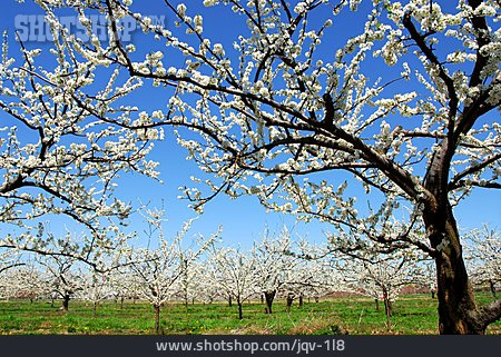
                Apfelblüte, Apfelbaum, Obstplantage                   