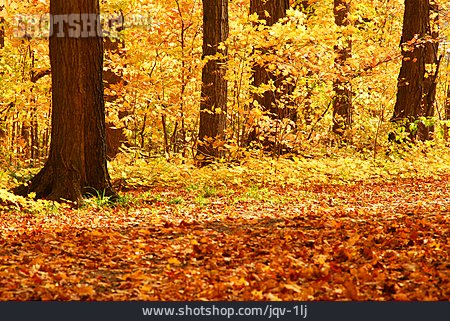 
                Wald, Herbst                   