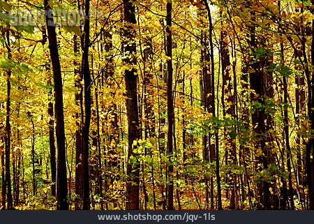 
                Wald, Baumstamm, Herbstlich                   